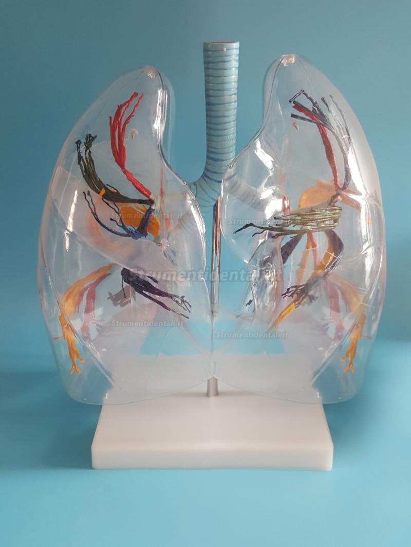 Trasparente Lung Model polmoni anatomia Lung Teaching Model la distribuzione dell' albero bronchiale